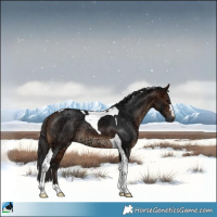 Horse Color:Brown Ice Tobiano Rabicano