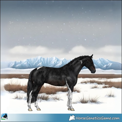 Horse Color:Brown Ice Tobiano Rabicano 