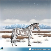 Horse Color:Brown Sabino Rabicano 
