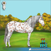 Horse Color:Bay Appaloosa 