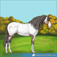 Horse Color:Bay Appaloosa