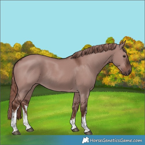 Horse Color:White Spotted Liver Red Dun Rabicano 