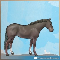 Horse Color:Liver Red Dun Sabino Rabicano 