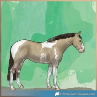 Horse Color:Liver Red Dun Sabino Tobiano Rabicano 