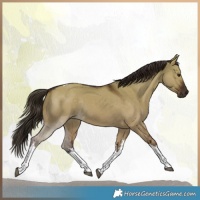 Horse Color:White Spotted Liver Red Dun Tobiano Rabicano 