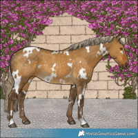 Horse Color:White Spotted Chocolate Palomino Dun Rabicano 