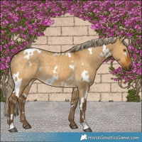 Horse Color:White Spotted Chocolate Palomino Dun Rabicano 