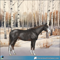 Horse Color:Liver Chestnut Sabino Rabicano 