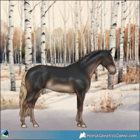 Horse Color:Liver Chestnut Rabicano 
