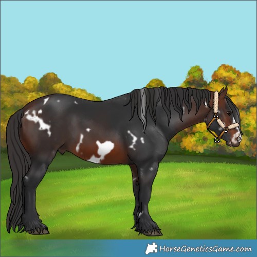 Horse Color:White Spotted Brown Frame 