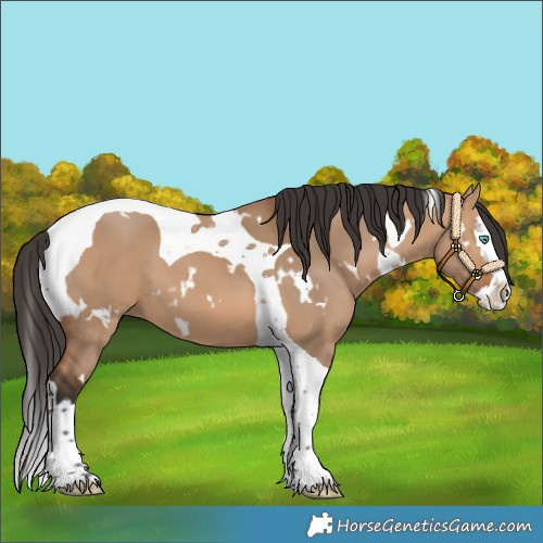 Horse Color:White Spotted Bay Dun Splash Tobiano 