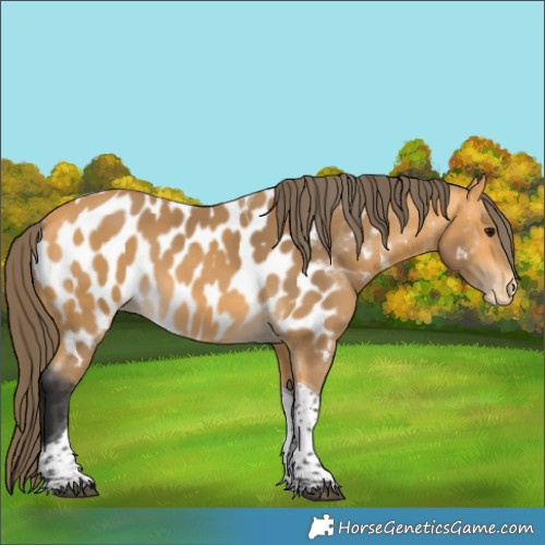 Horse Color:Buckskin Tobiano Appaloosa