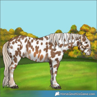 Horse Color:White Spotted Chocolate Palomino Appaloosa 