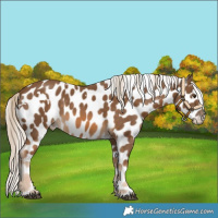 Horse Color:White Spotted Chocolate Palomino Near Leopard 