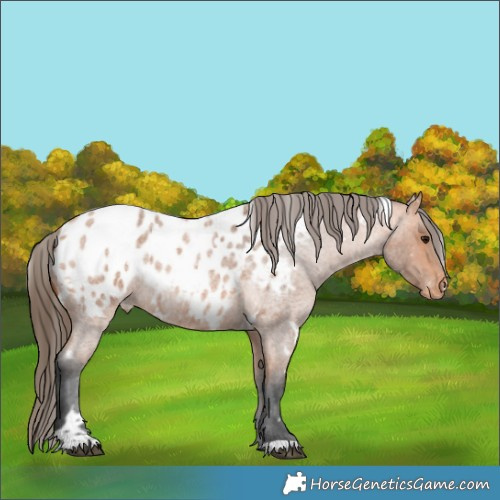 Horse Color:White Spotted Bay Roan Blanket