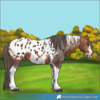 Horse Color:Bay Tobiano Frame Appaloosa 