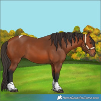 Horse Color:Bay Tobiano