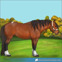 Horse Color:Bay Tobiano 