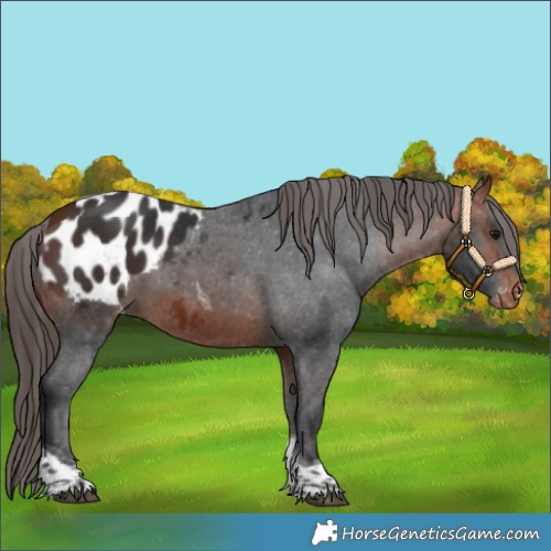 Horse Color:Bay Tobiano Blanket 
