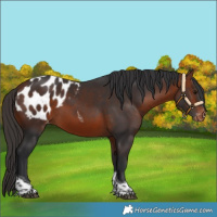 Horse Color:Bay Tobiano Appaloosa 