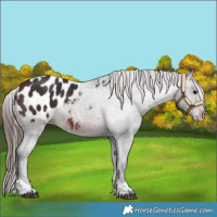 Horse Color:Bay Tobiano Appaloosa 