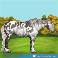 Horse Color:Gray Silver Black Tobiano Appaloosa 
