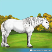 Horse Color:Gray Silver Black Tobiano Near Leopard 