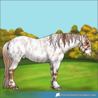 Horse Color:White Spotted Red Roan Appaloosa 