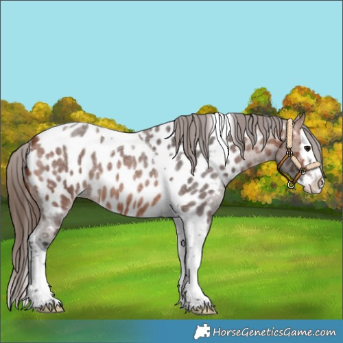 Horse Color:Bay Roan Splash Tobiano Near Leopard 