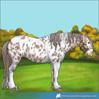Horse Color:Bay Roan Splash Tobiano Near Leopard