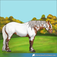 Horse Color:White Spotted Silver Bay Near Fewspot 