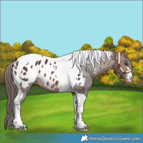 Horse Color:Brown Tobiano Appaloosa 