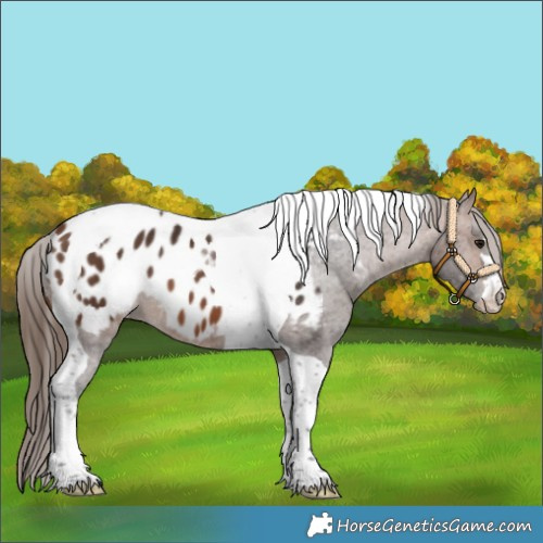 Horse Color:Brown Tobiano Blanket