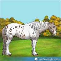 Horse Color:Brown Tobiano Blanket 
