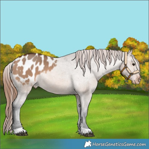 Horse Color:Brown Dun Appaloosa 