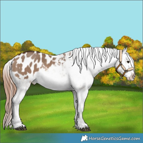Horse Color:Brown Dun Appaloosa 