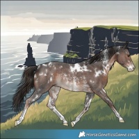 Horse Color:White Spotted Liver Chestnut Sabino Rabicano