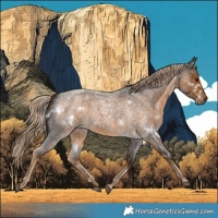 Horse Color:White Spotted Chocolate Palomino Roan 