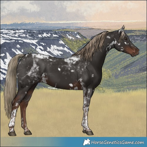 Horse Color:White Spotted Liver Chestnut Tobiano Rabicano 