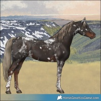 Horse Color:White Spotted Liver Chestnut Tobiano Rabicano