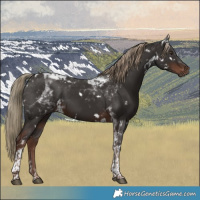 Horse Color:White Spotted Liver Chestnut Tobiano Rabicano 