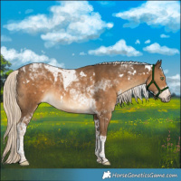 Horse Color:White Spotted Chocolate Palomino Tobiano 