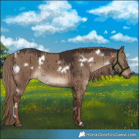 Horse Color:White Spotted Liver Red Dun Brindle 