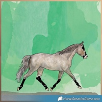 Horse Color:White Spotted Chocolate Palomino Roan Dun Splash Rabicano 