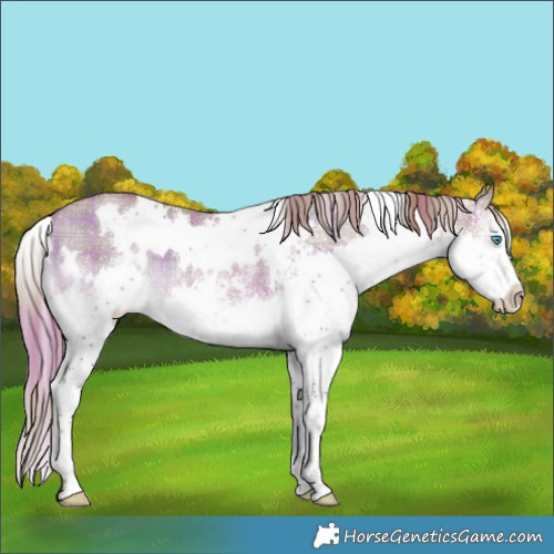 Horse Color:Plaid  White Spotted Liver Red Dun Splash 
