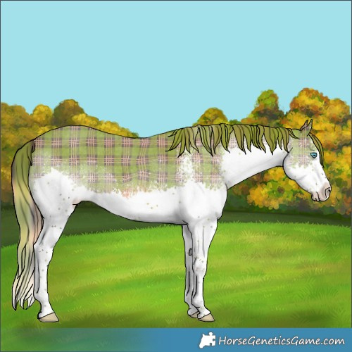 Horse Color:Plaid  White Spotted Liver Chestnut Splash 