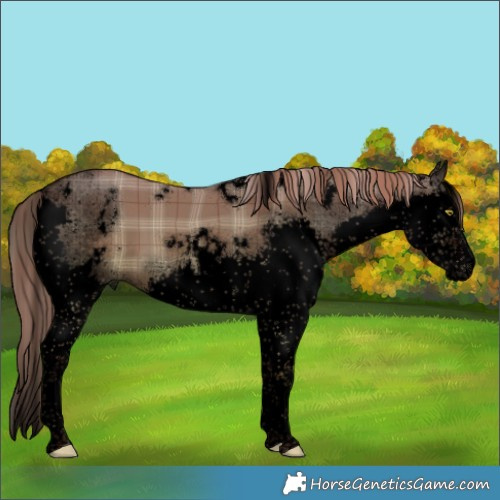 Horse Color:Void Plaid  White Spotted Liver Red Dun Splash 
