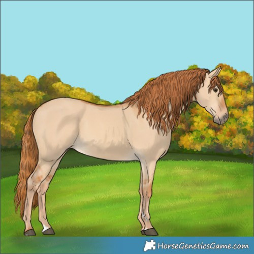 Horse Color:Red Dun 