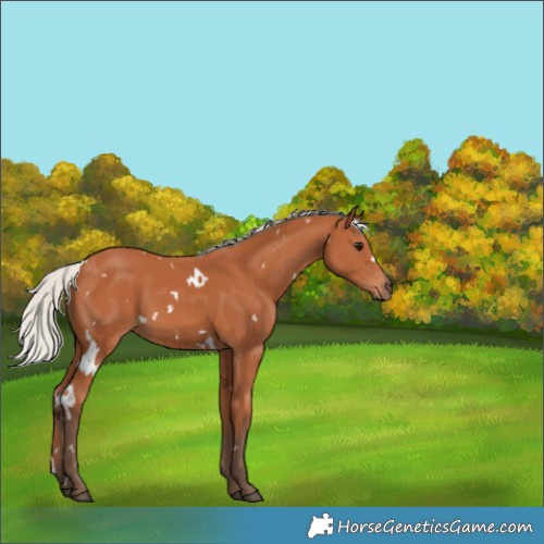 Horse Color:White Spotted Silver Bay 