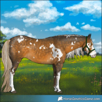 Horse Color:White Spotted Chocolate Palomino Mushroom Sabino 